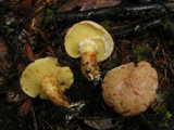 suillus caerulescens